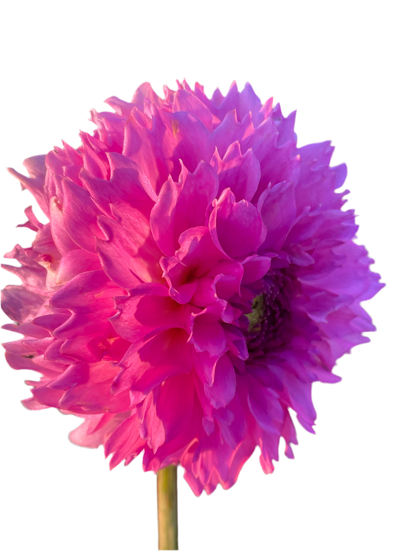 Ferncliff Pincushion