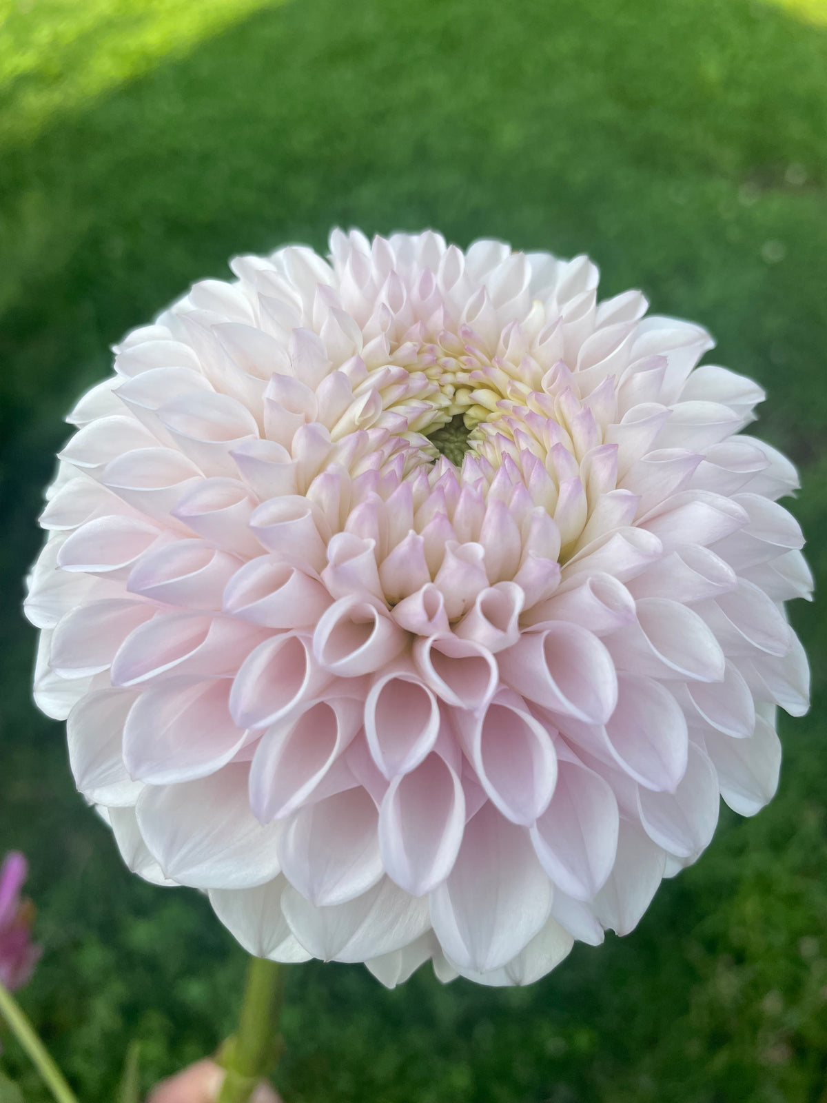 Pink Pearl