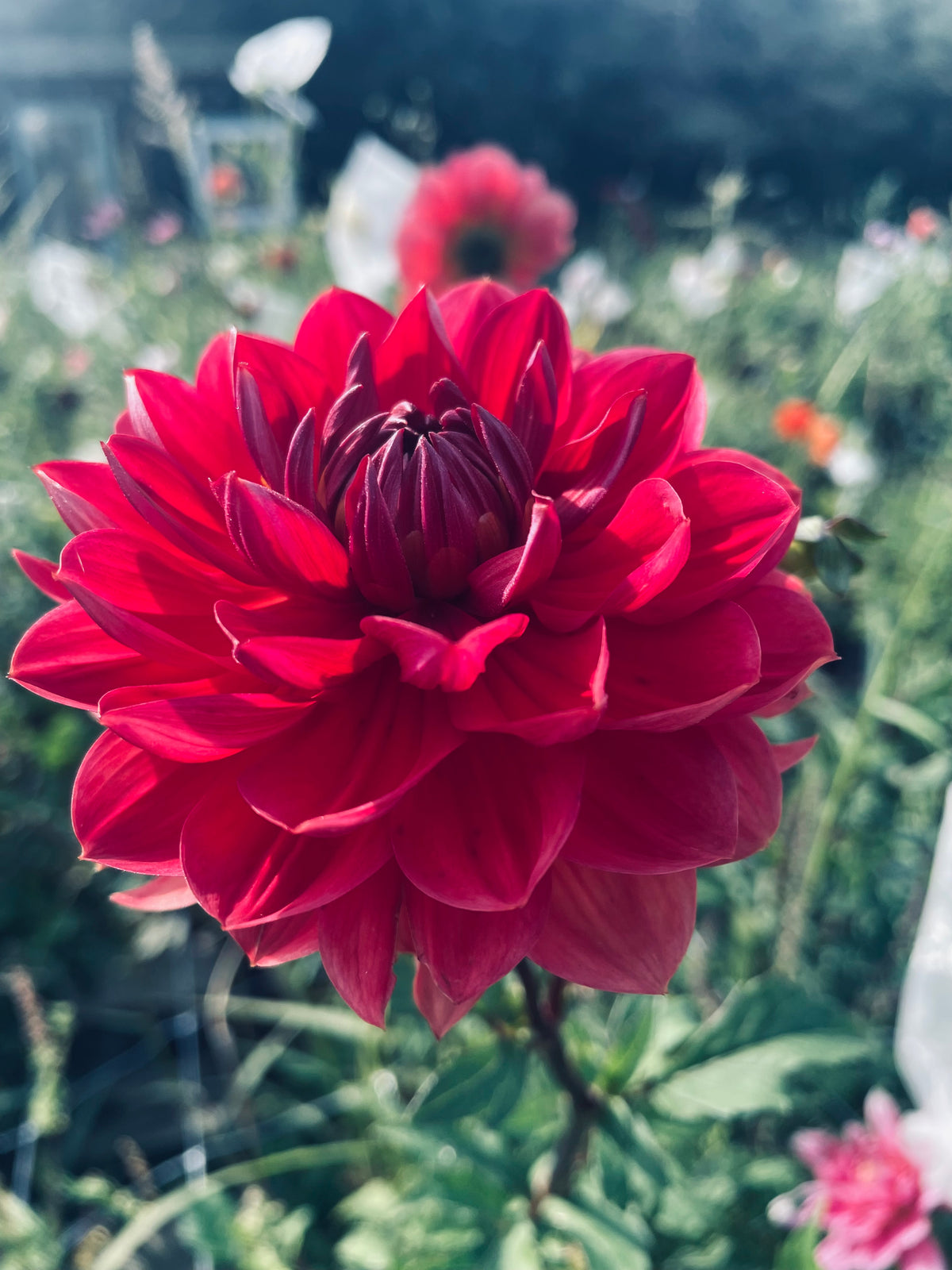 Hollyhill Rose Red 2 limit 1