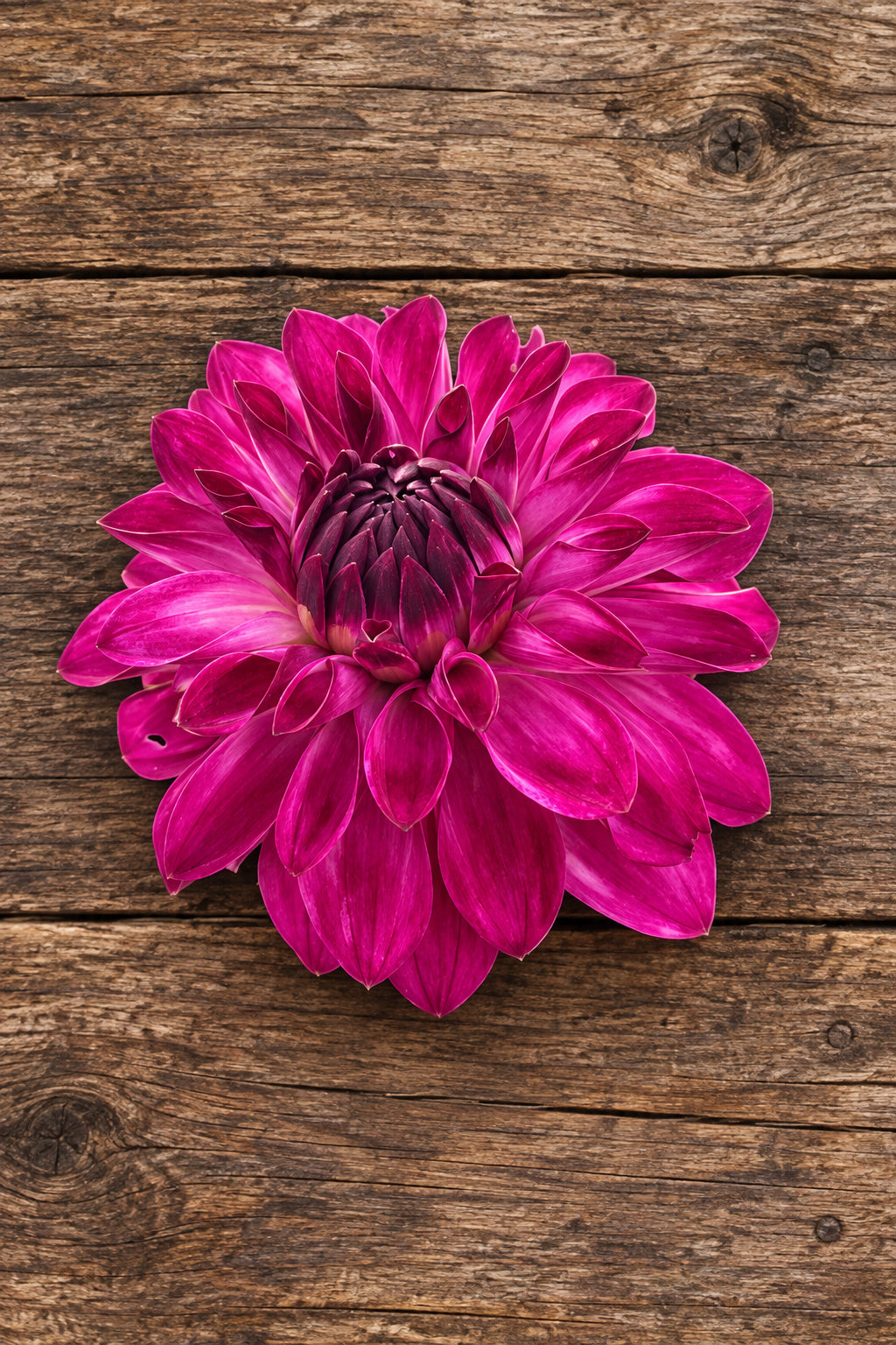 Bloomquist Vivian R