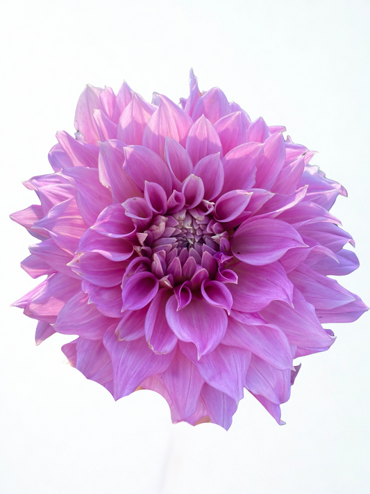Bell's Roslyn