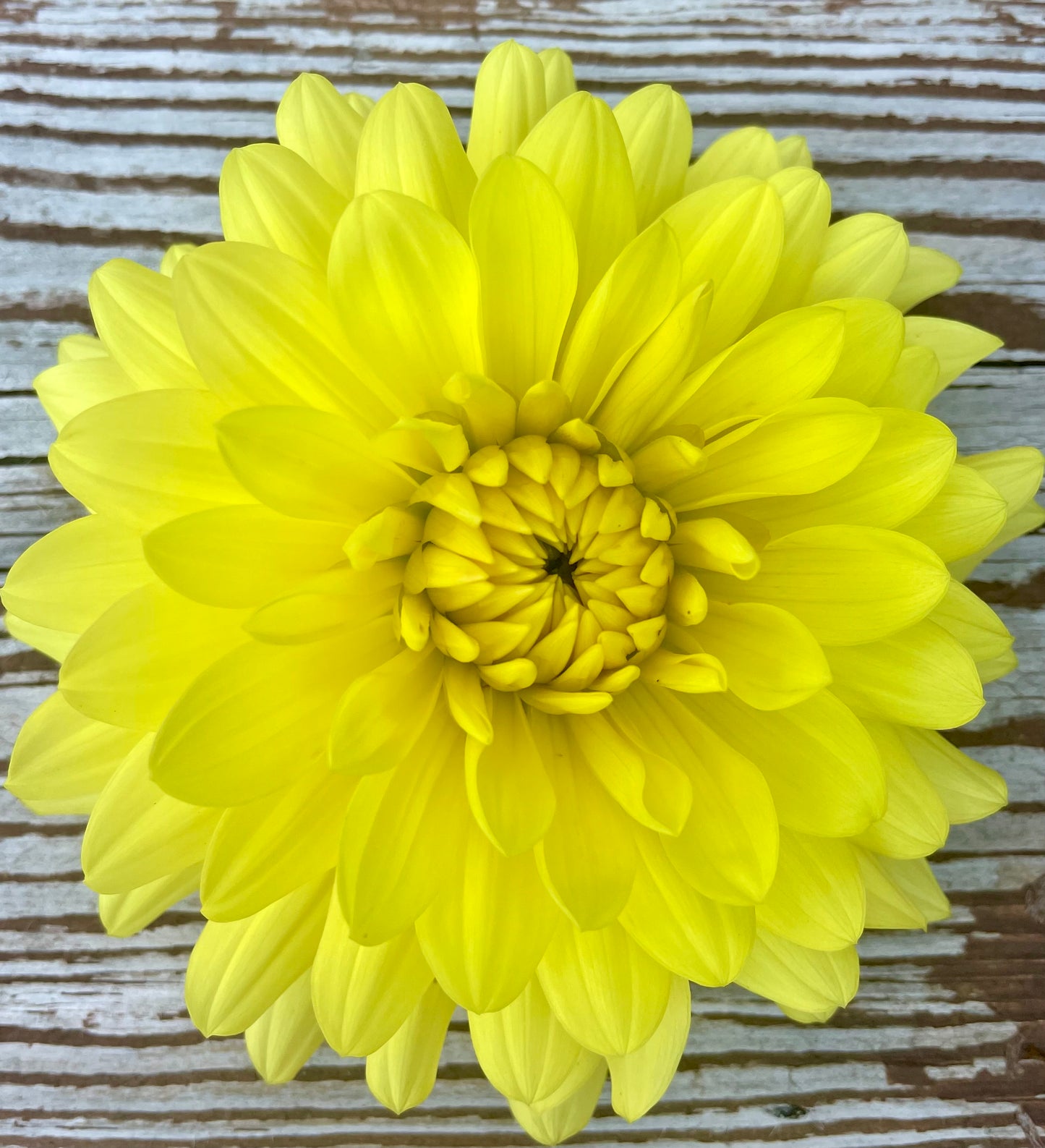 Hollyhill Yellow Beauty