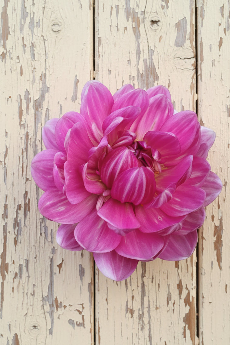 Sandia Lillian