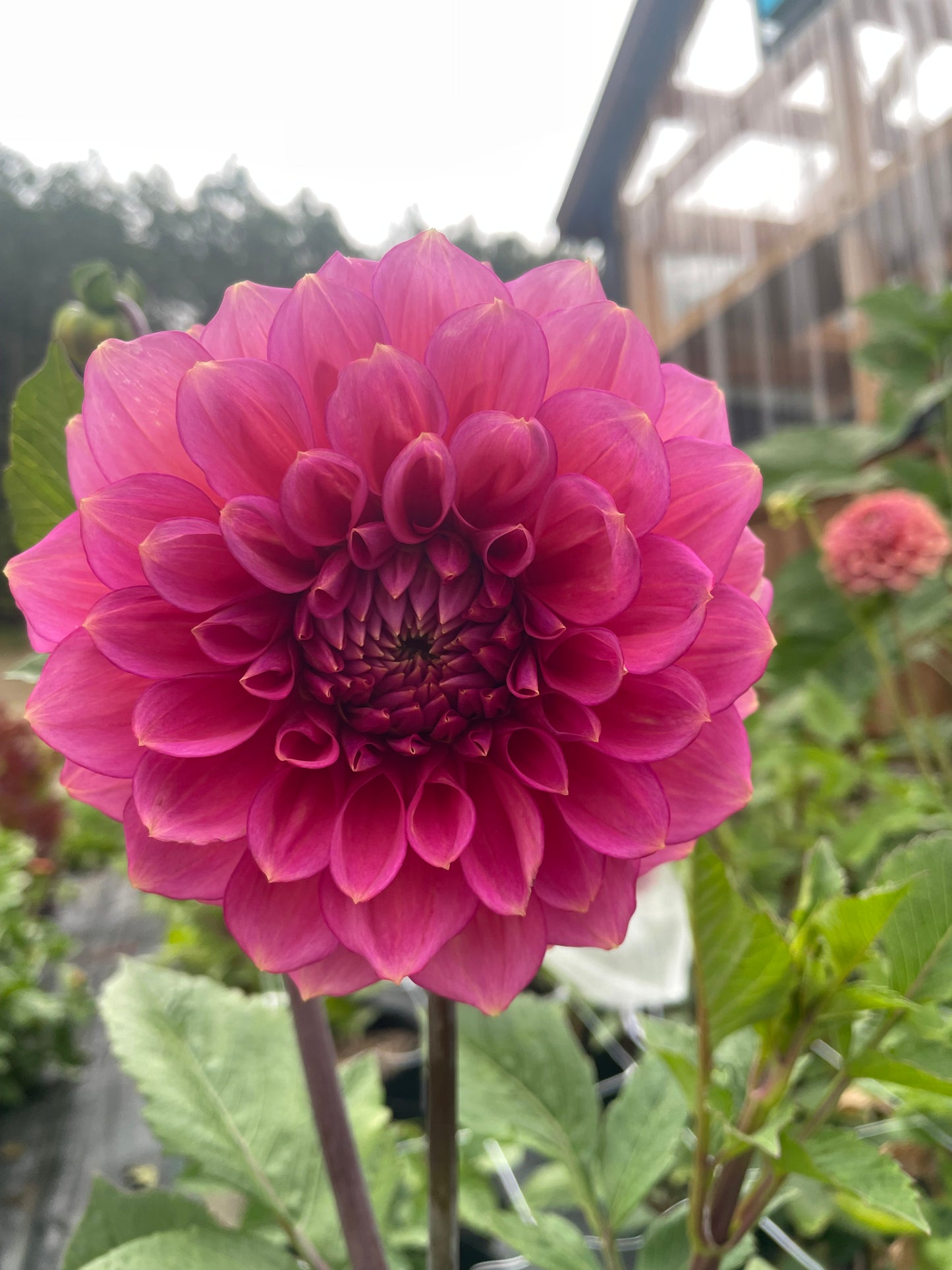 Florelie Guava 🇦🇺
