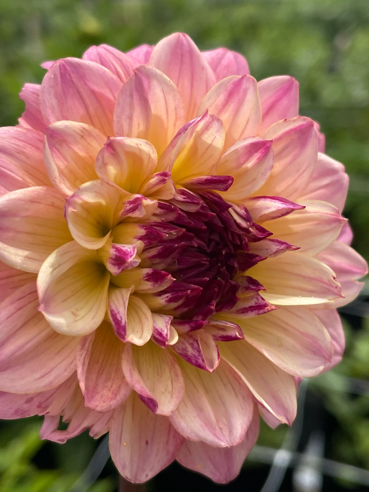 Hapet Primrose
