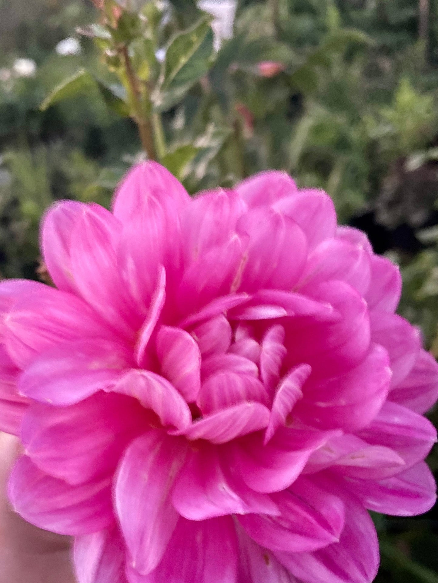 Hollyhill Pink Martini
