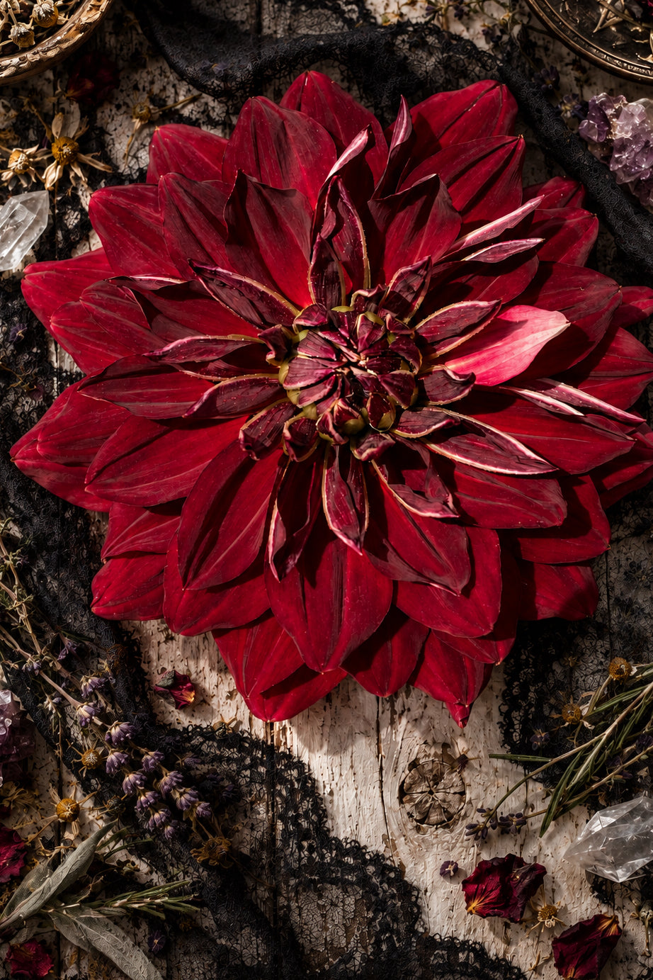 Hollyhill Wicked Witch Sport Burgundy