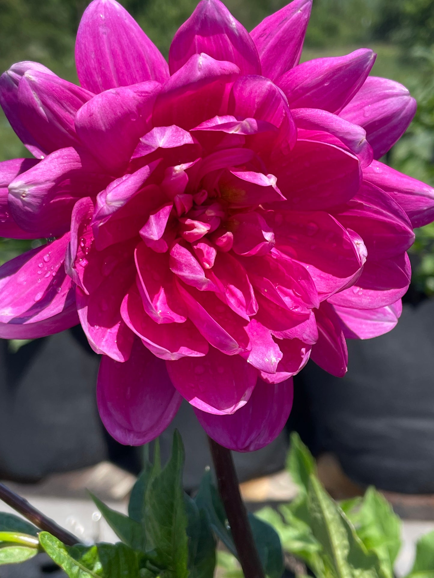 Sandia Lillian