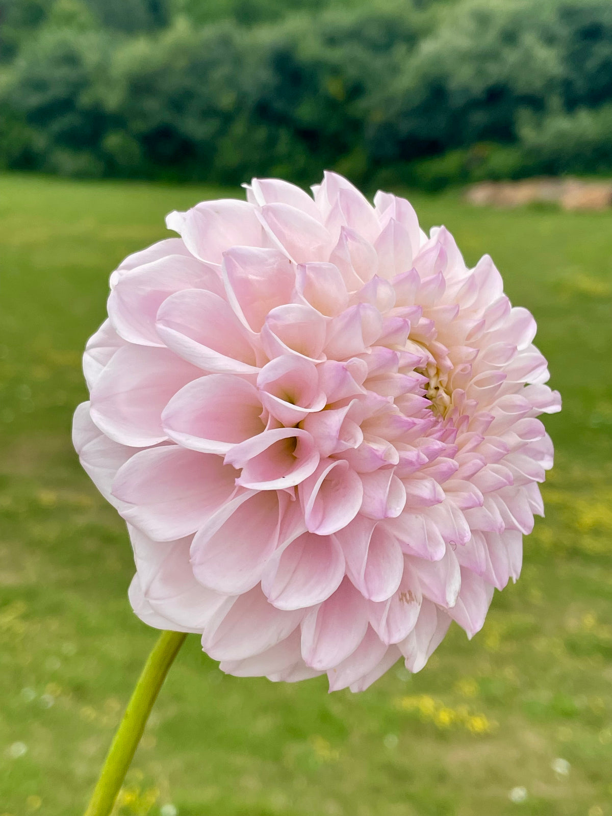 Pink Pearl