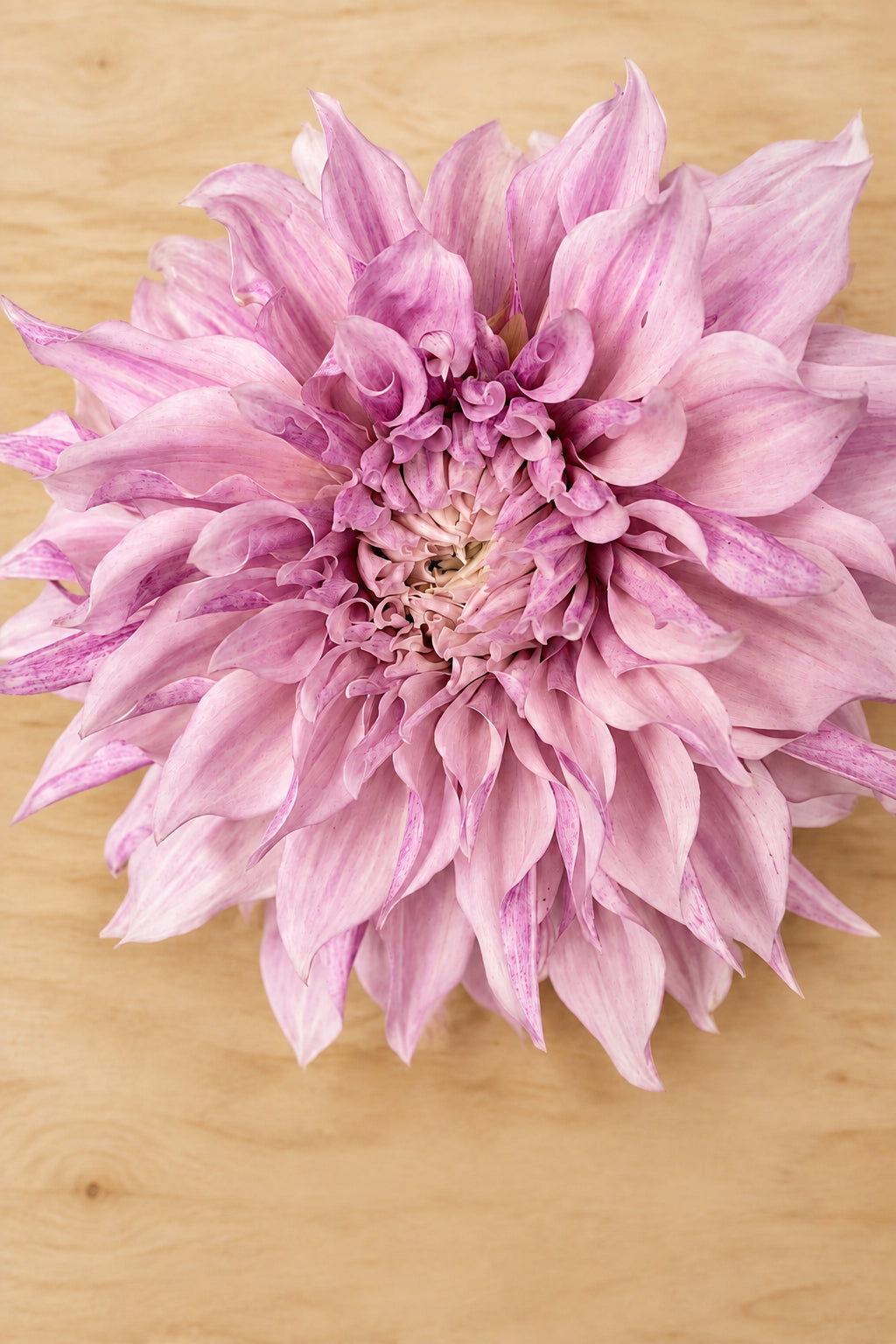 Lavender Blush