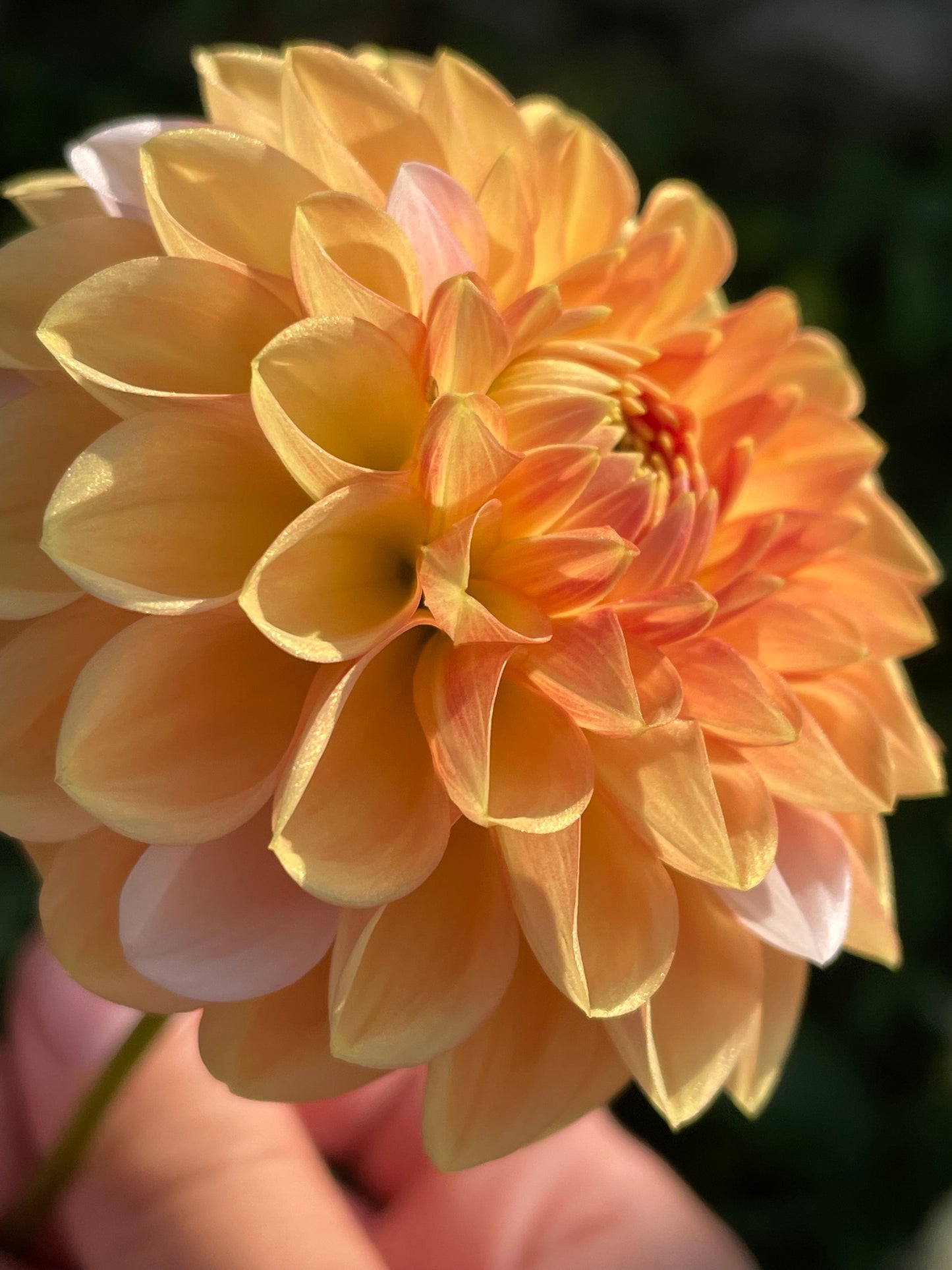 Florelie Angostura