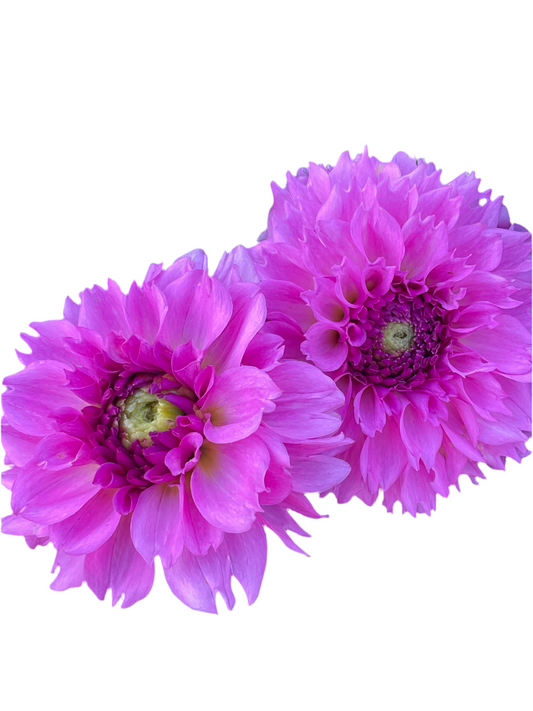 Ferncliff Pincushion