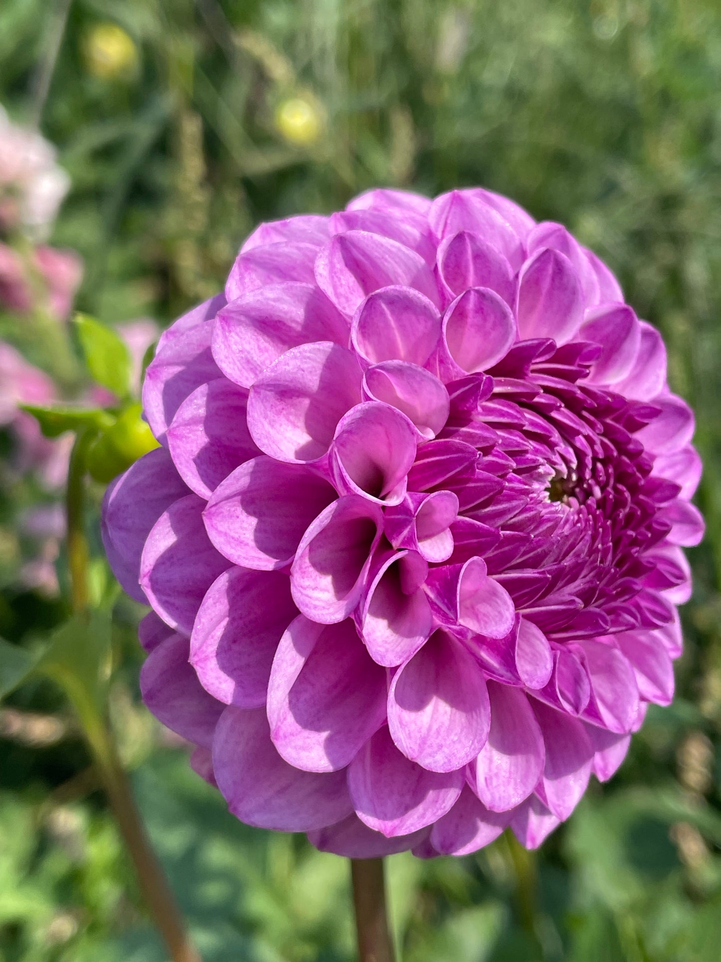 Robann Royal