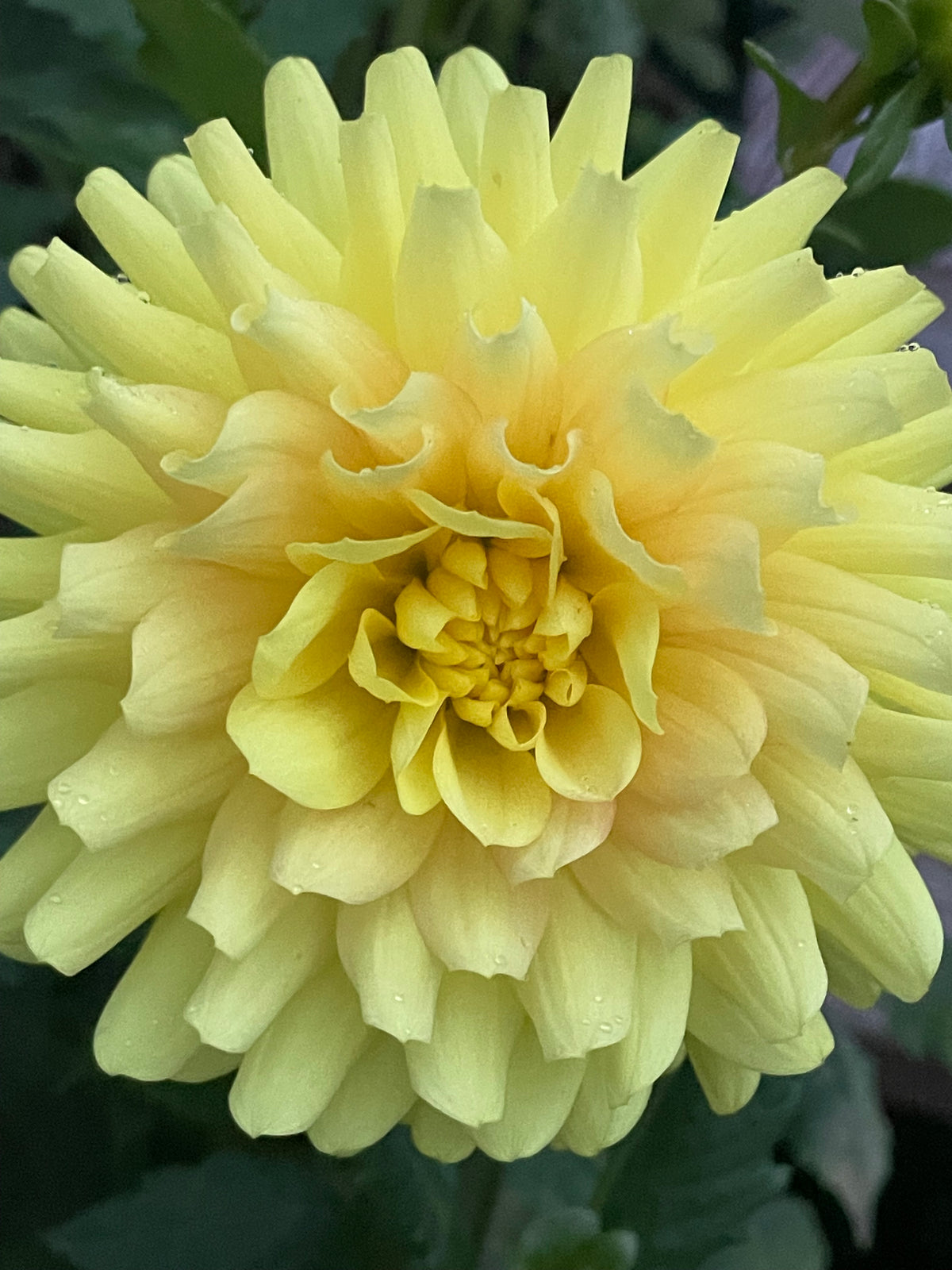 Hollyhill Yellow Beauty