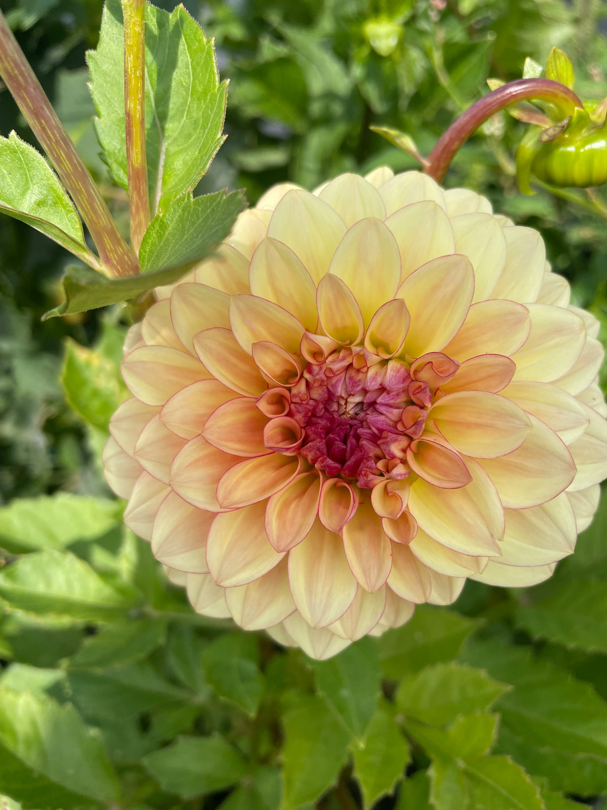 Carpe Dahlia Harvest