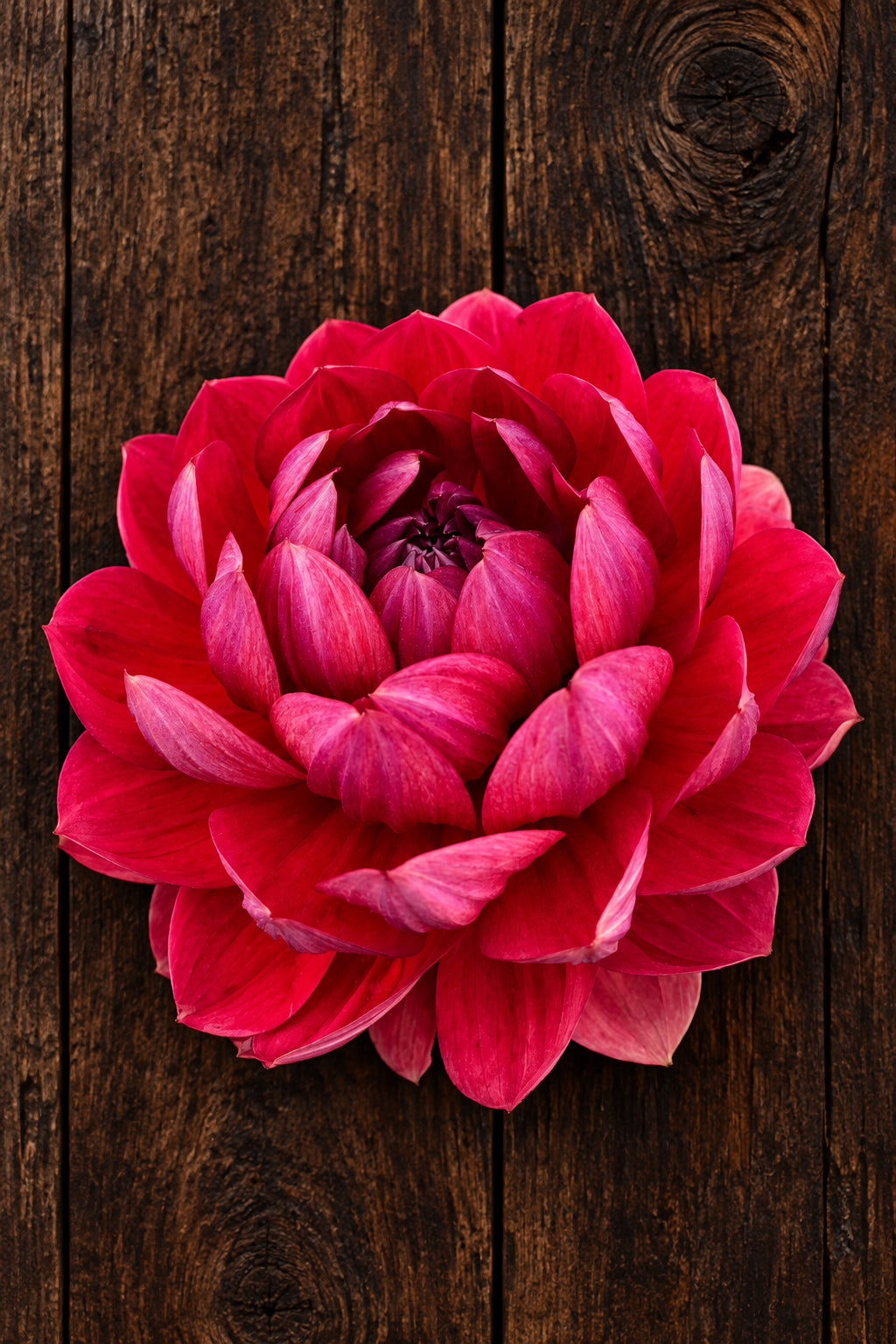 Hollyhill Rose Red 2 limit 1