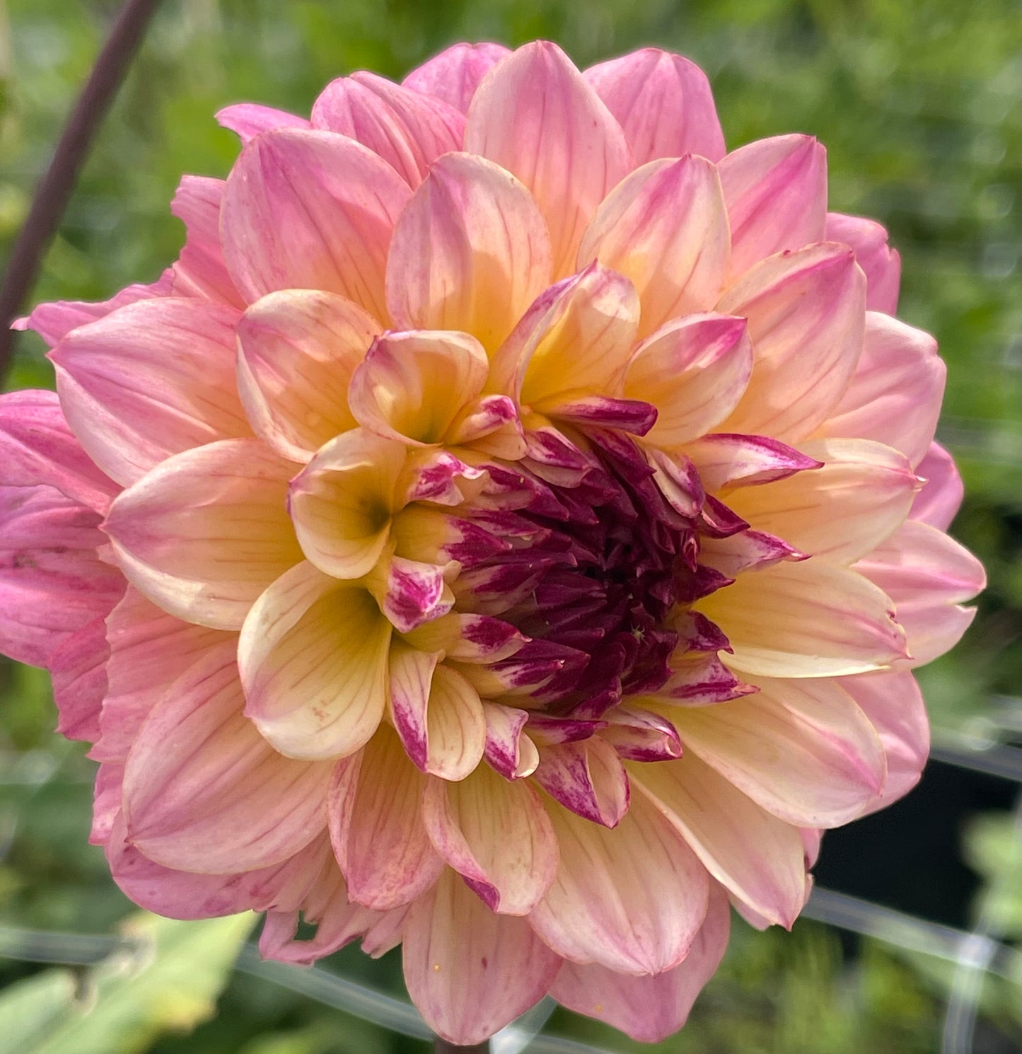 Hapet Primrose