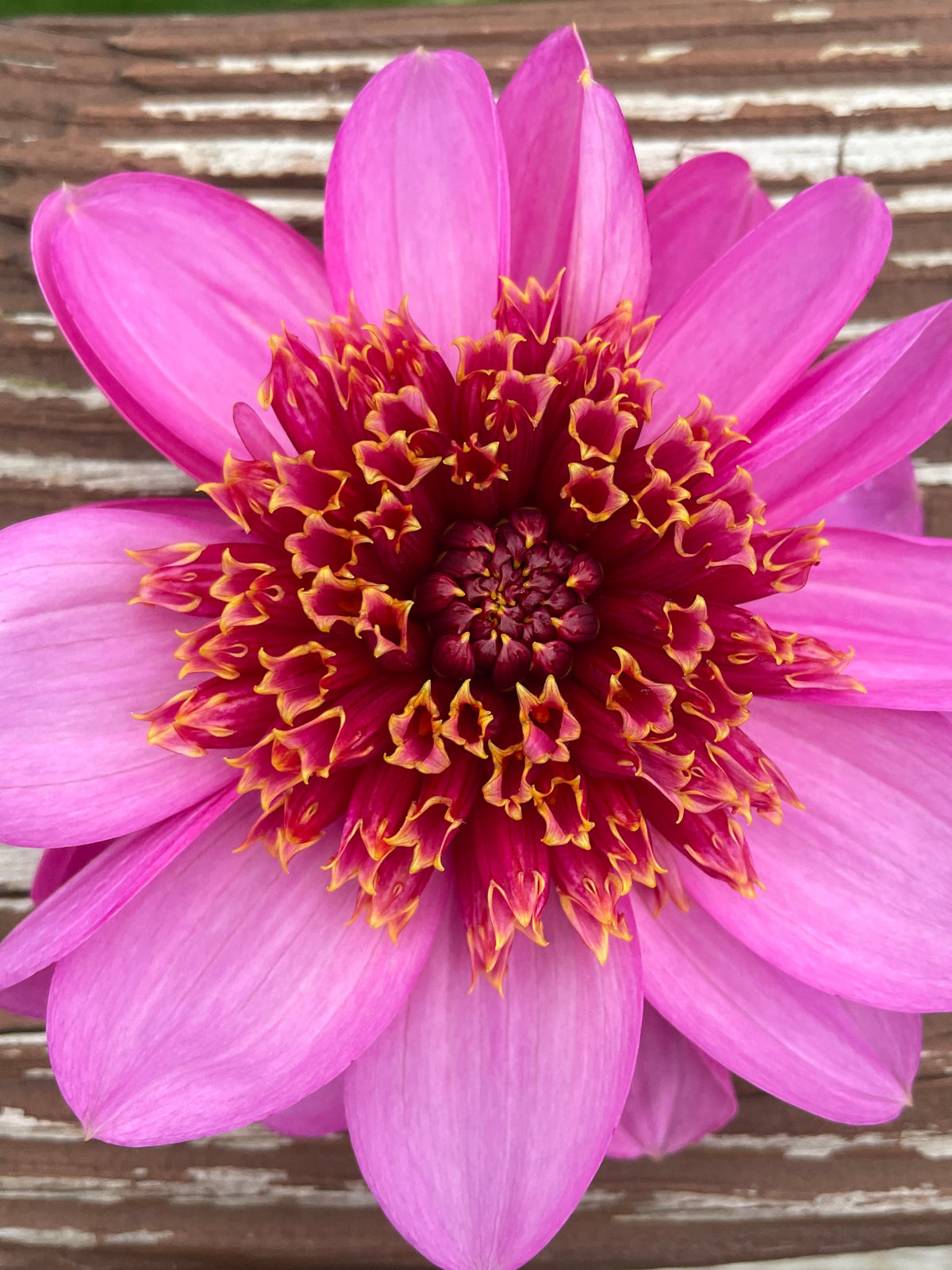 Lee’s Aubergenie