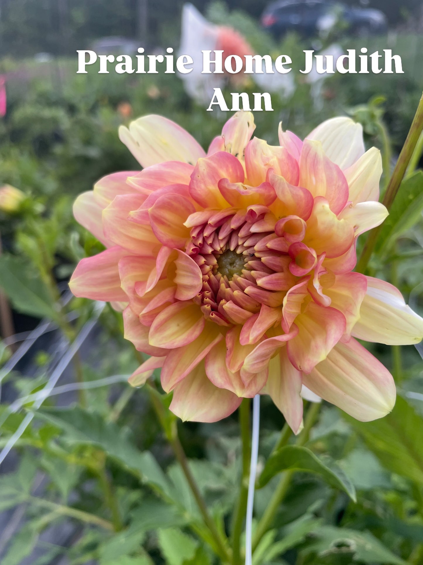 Prairie Home Judith Ann
