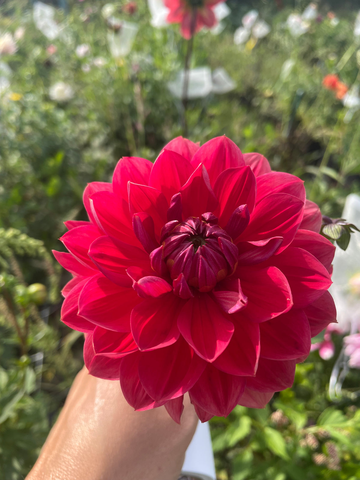 Hollyhill Rose Red 2 limit 1