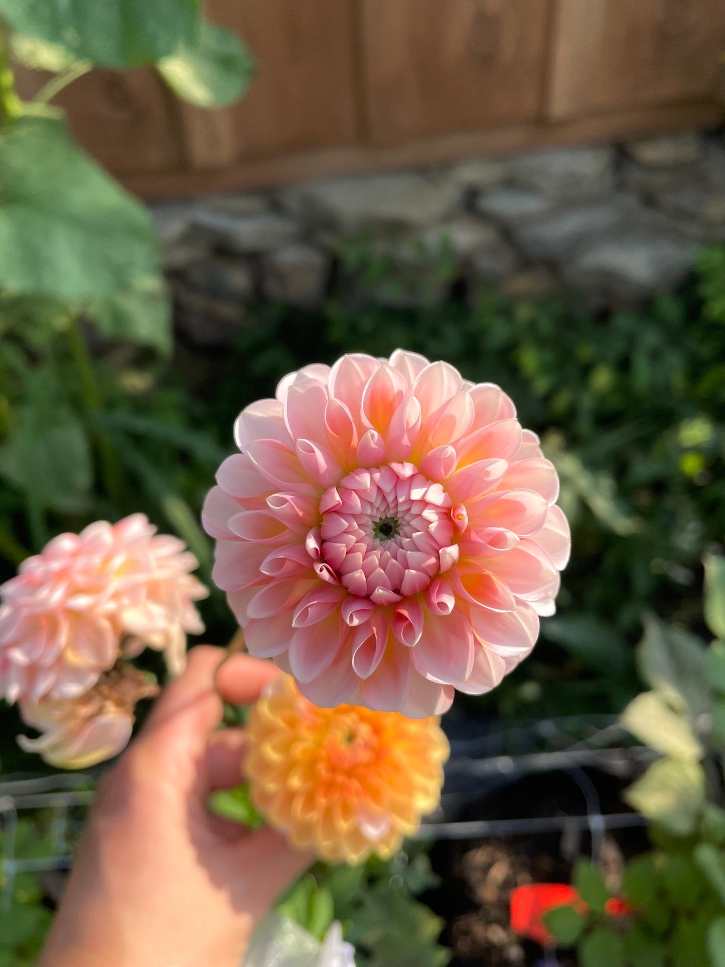 Florelie Angostura