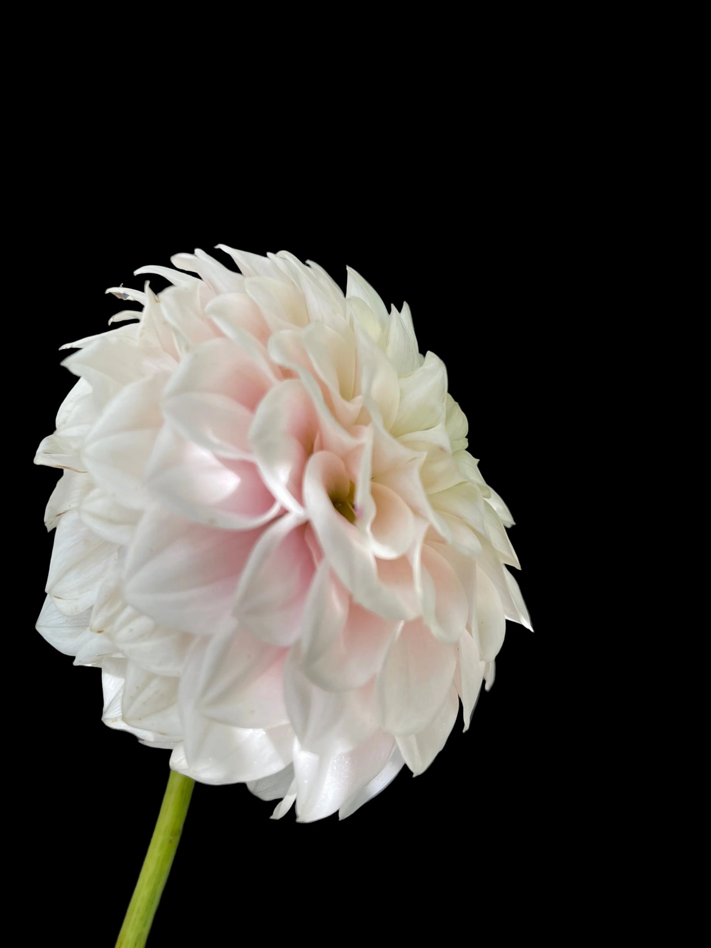 GG’s Baby Breath