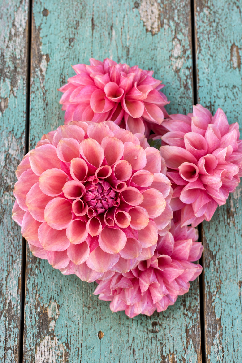 Burfoot Desert Rose
