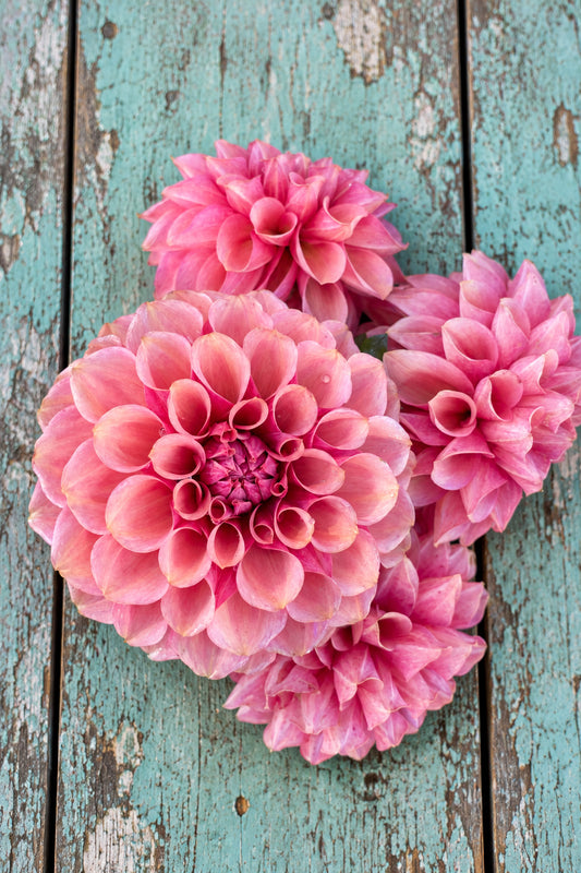 Burfoot Desert Rose