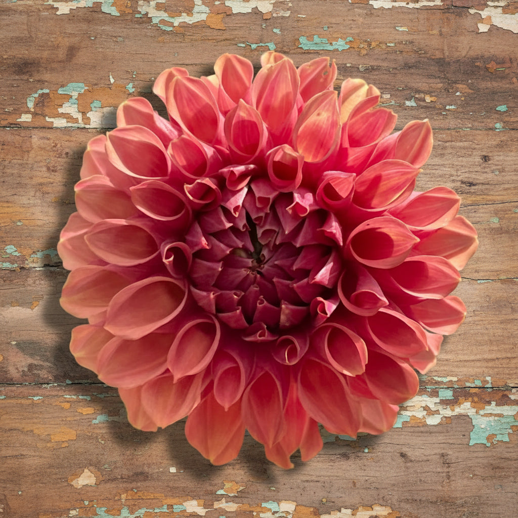 Burfoot Desert Rose