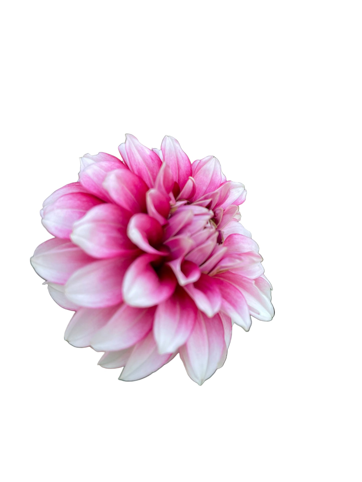 Bloomquist admirable