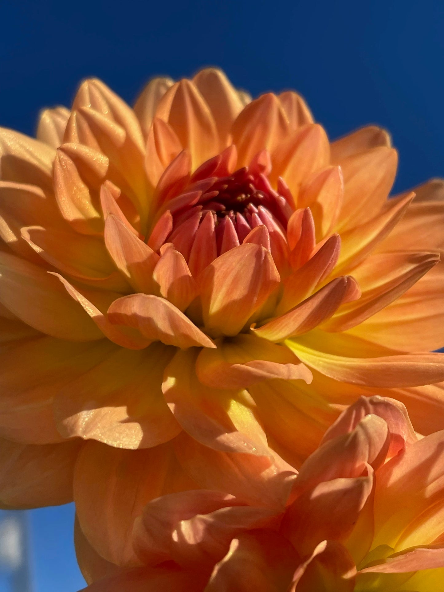 4 Week Dahlia Bouquet Subscription- September